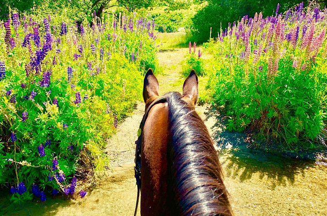 Cardrona High Country Pub Trail Horse Trek (Intermediate level+) - The river crossing and Cardrona Hotel stop