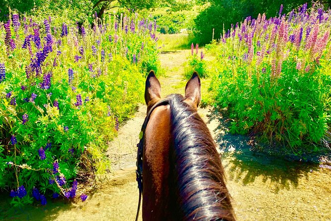 Cardrona High Country Pub Trail Horse Trek (Intermediate level+) - The ride back through river country
