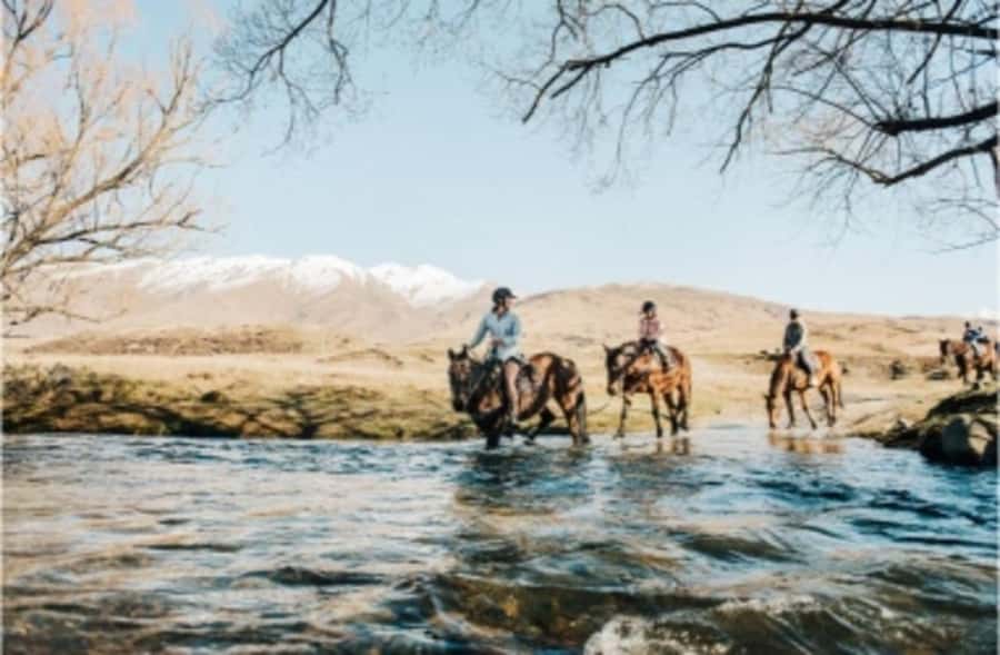 Cardrona Valley: Horse Trekking Experience - The horses and what their care means