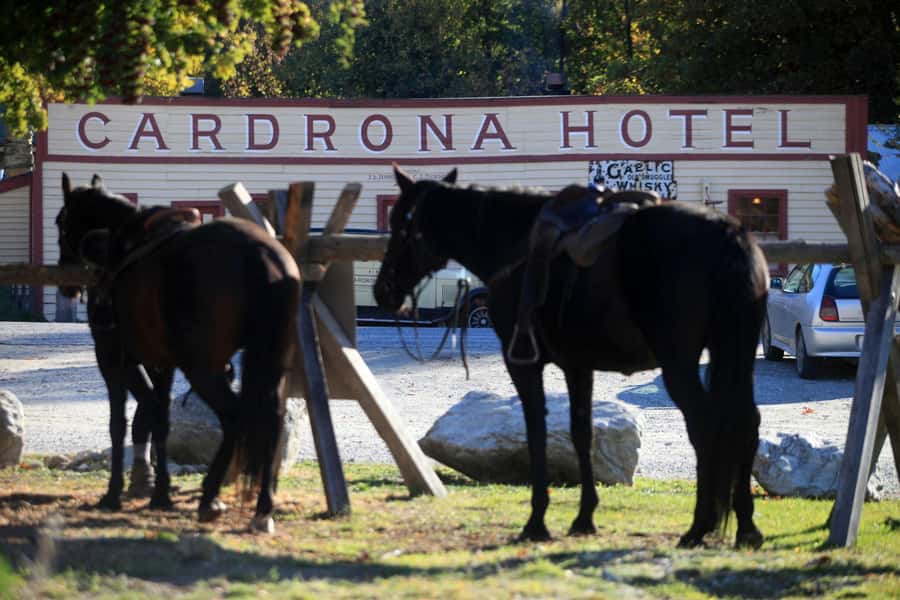 Cardrona Valley: Horse Trekking Experience - Meeting at the Cardrona horse trekking base