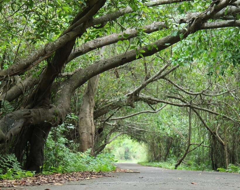 Cat Ba National Park Full Day Guide Tour Trekking & Kayaking - Who Should Book This Tour?