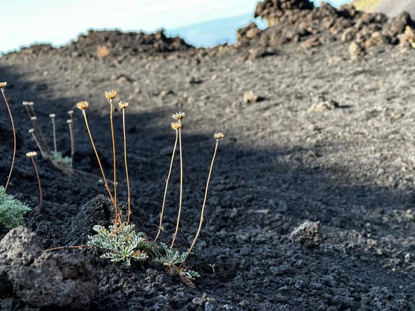 Catania: Etna Morning or Sunset Trek with Lava Tunnel & Gear - The Catania meeting point and mountain ride