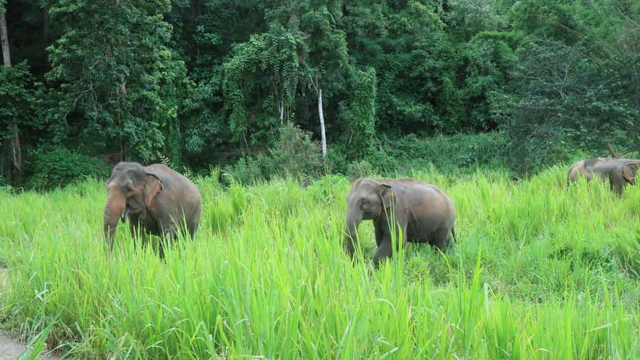 Chiang Mai: 2-Day Jungle Trek with Elephant Farm & Raft Ride - From Chiang Mai’s market to the Mae Wang River