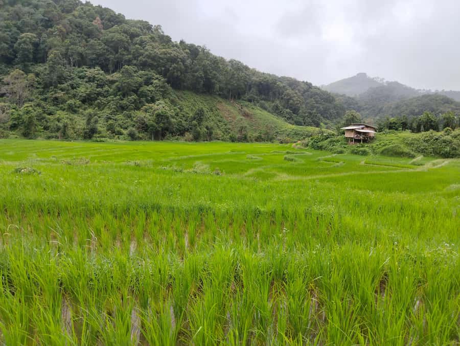 Chiang Mai: 2-Days Chiang Mai Amazing Trek - Wat Pha Lat trades grandeur for quiet