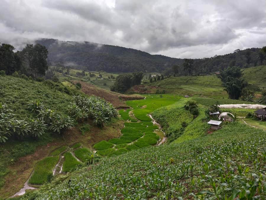 Chiang Mai: 2-Days Chiang Mai Amazing Trek - Forest trails, waterfalls, and terraced farms