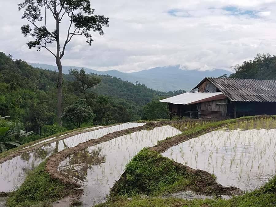 Chiang Mai: 2-Days Chiang Mai Amazing Trek - Day two keeps walking, then slows down