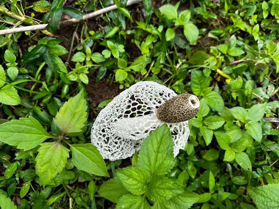 Chiang Mai: 3Days Nature&Cultural Trek in Doi Inthanon Area - What the Karen connection adds