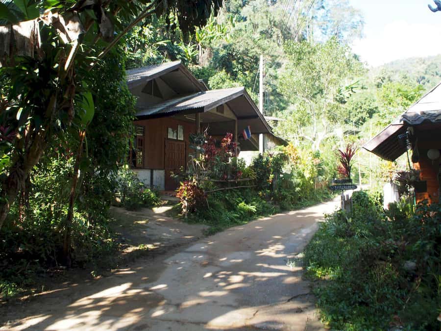 Chiang Mai: Chiang Dao Caves and Jungle Trek with Lunch - Six kilometers through jungle and coffee trees