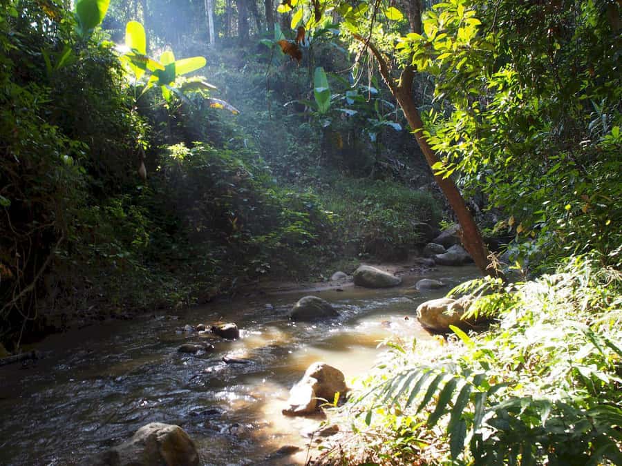 Chiang Mai: Chiang Dao Caves and Jungle Trek with Lunch - Inside Chiang Dao Caves, with one hour underground