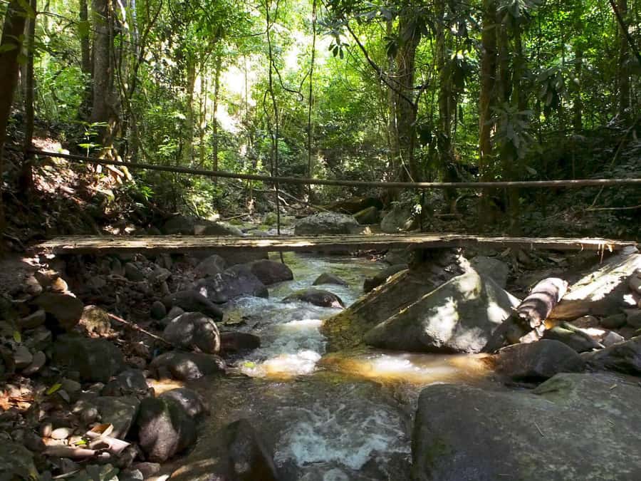 Chiang Mai: Chiang Dao Caves and Jungle Trek with Lunch - The local market stop sets up the day