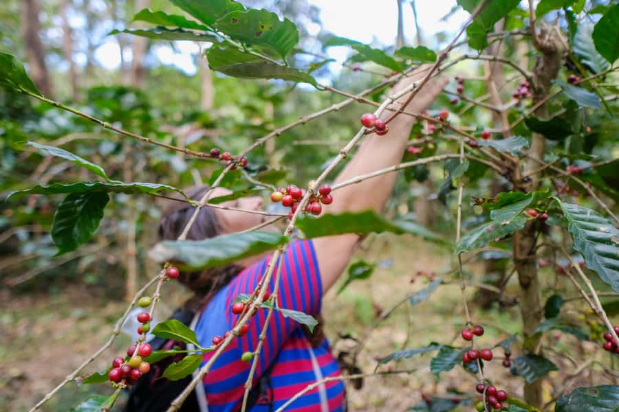 Chiang Mai Coffee Full Day Tour: Trek, Brew & Roast Journey. - From Chiang Mai to the 1,400-meter coffee country
