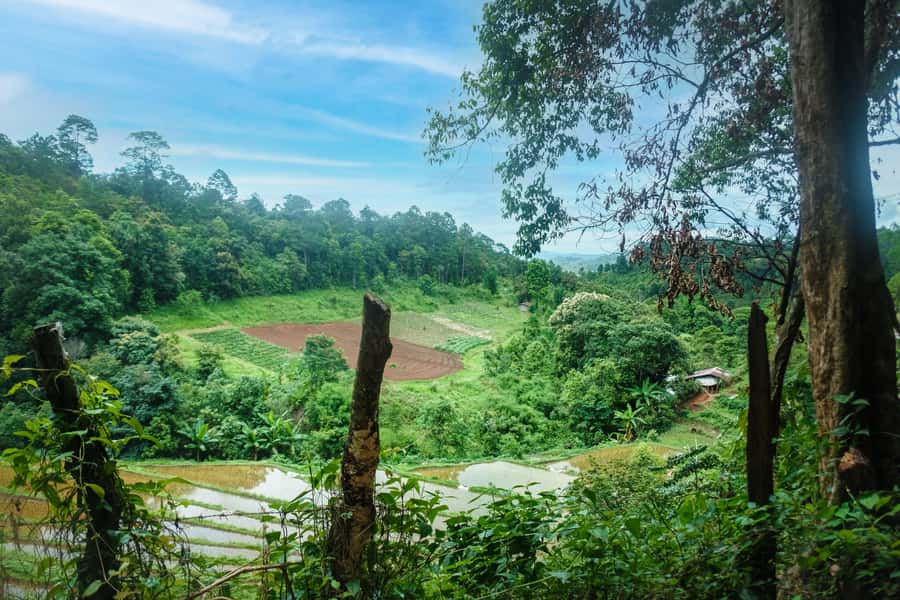 Chiang Mai Coffee Full Day Tour: Trek, Brew & Roast Journey. - What $118 gets you