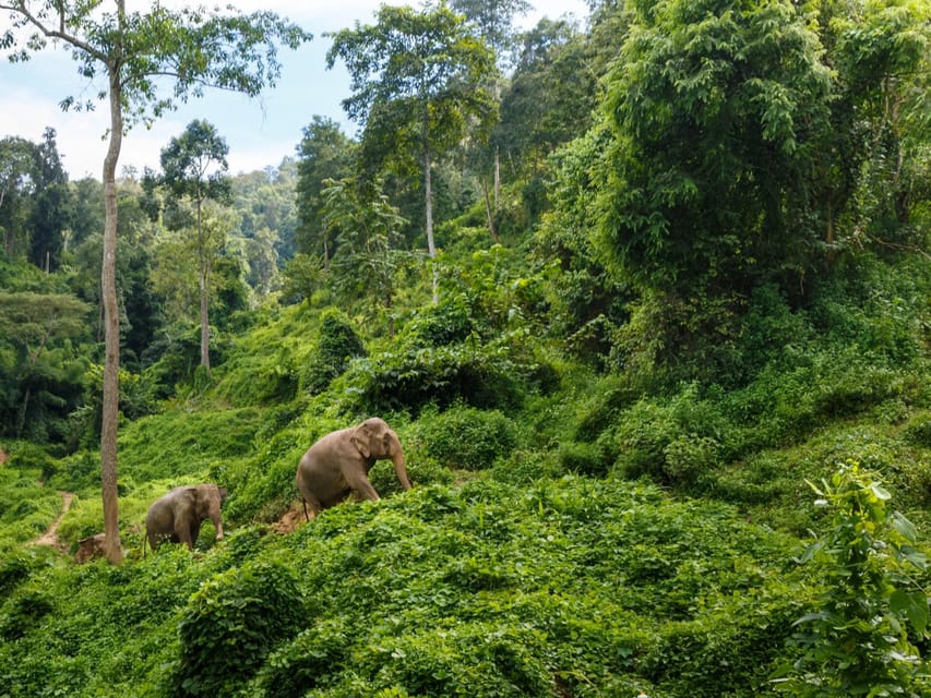 Chiang Mai: Doi Inthanon Park and Pha Dok Siew Trail Trek - Why Doi Inthanon Works as a Day Trip