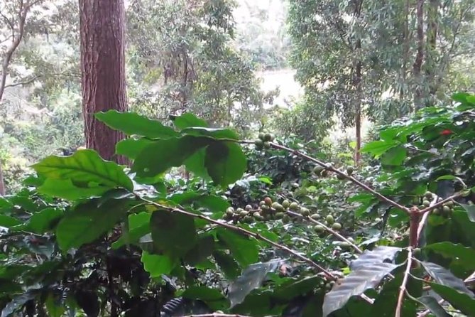 CHIANG MAI: Doi Inthanon-Trekking Pha Dok Seaw-Waterfall-Lunch - Lunch at a local restaurant