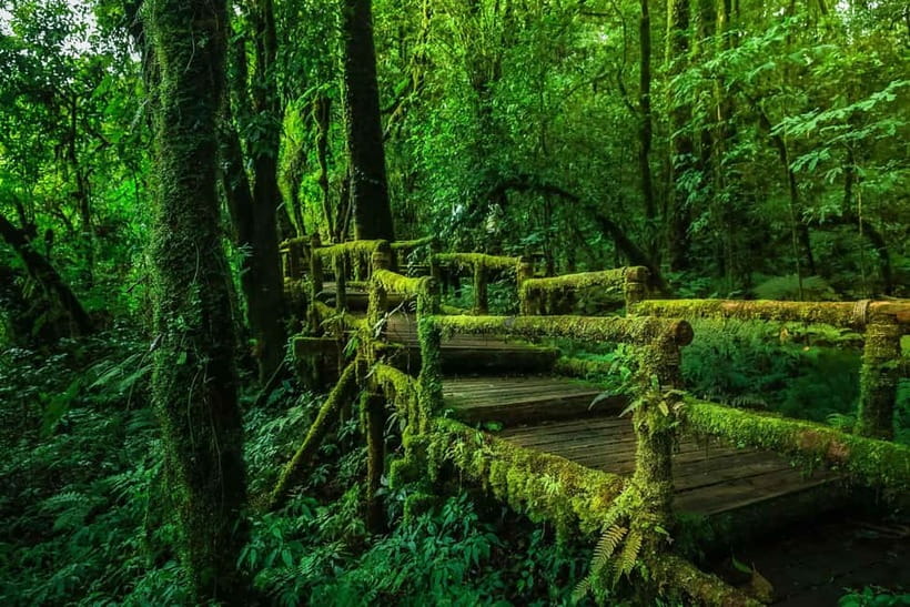 Chiang Mai: Doi Inthanon Trip with Pha Dok Siew Guided Trek - The guide can shape the whole day