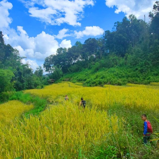 Chiang Mai: Elephant Sanctuary & Jungle Trek w/ Waterfall - Why this Chiang Mai day trip works