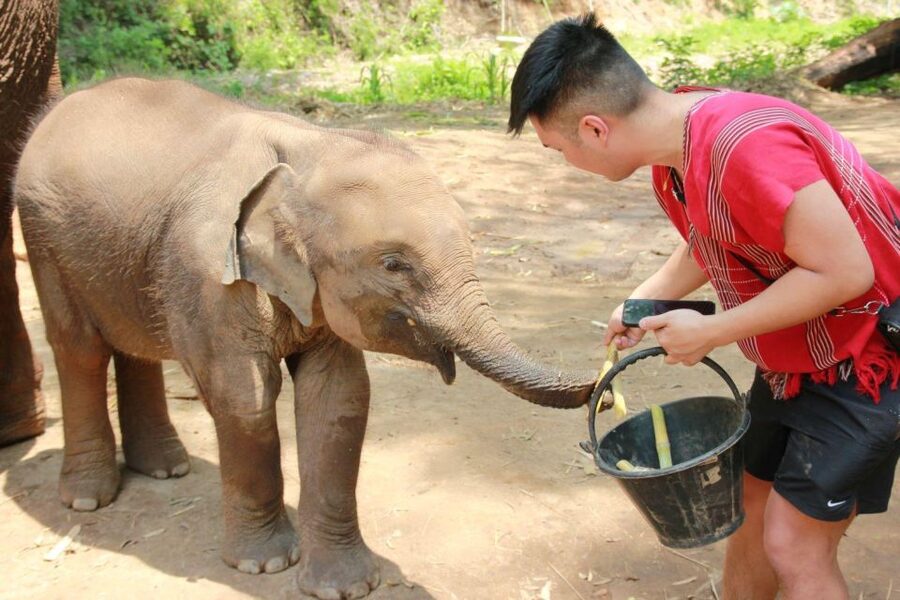 Chiang Mai: Full-Day Kerchor Elephant Eco Park Tour & Trek - What to pack and how to prepare
