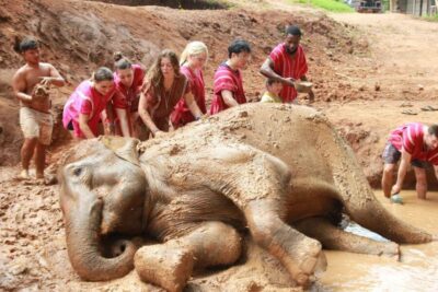Full-Day Kerchor Elephant Eco Park Tour & Trek
