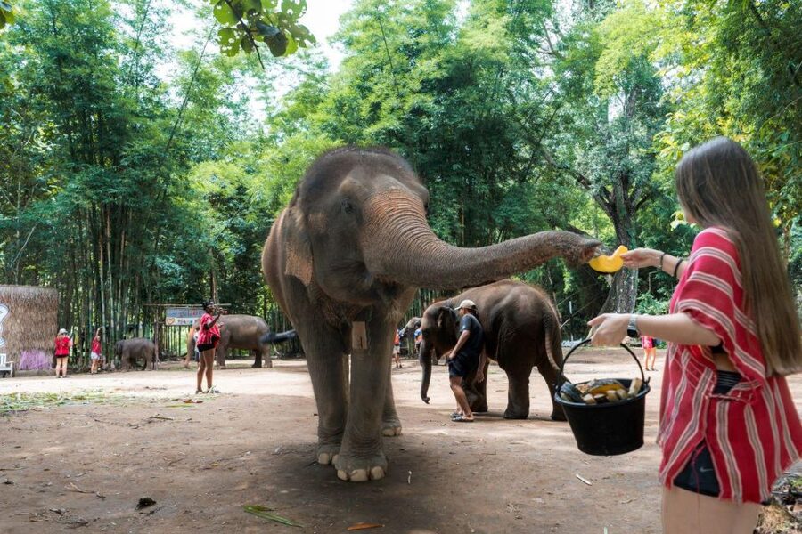 Chiang Mai: Full-Day Kerchor Elephant Eco Park Tour & Trek - Transport from Chiang Mai and the timing