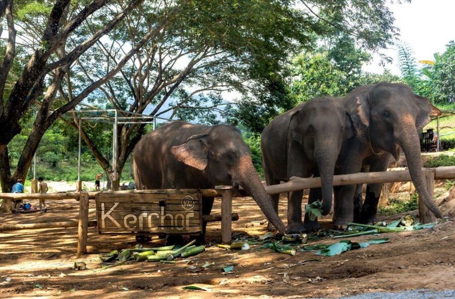 Chiang Mai: Full-Day Kerchor Elephant Eco Park Tour & Trek - What the $57 price gets you