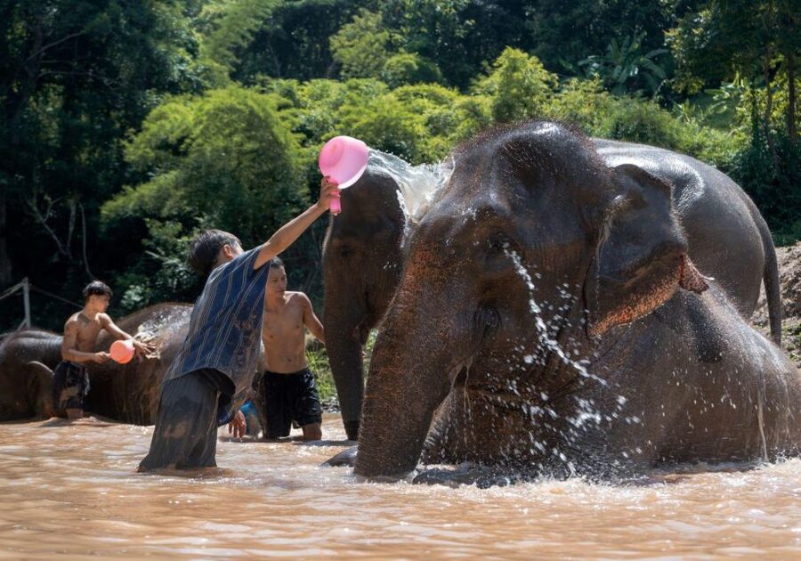 Chiang Mai: Full-Day Kerchor Elephant Eco Park Tour & Trek - Who will enjoy this day most