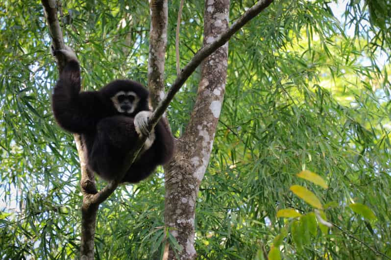 Chiang Mai: Gibbons, Trekking & Mae Kampong Small Group Tour - Why the gibbons are worth the early start