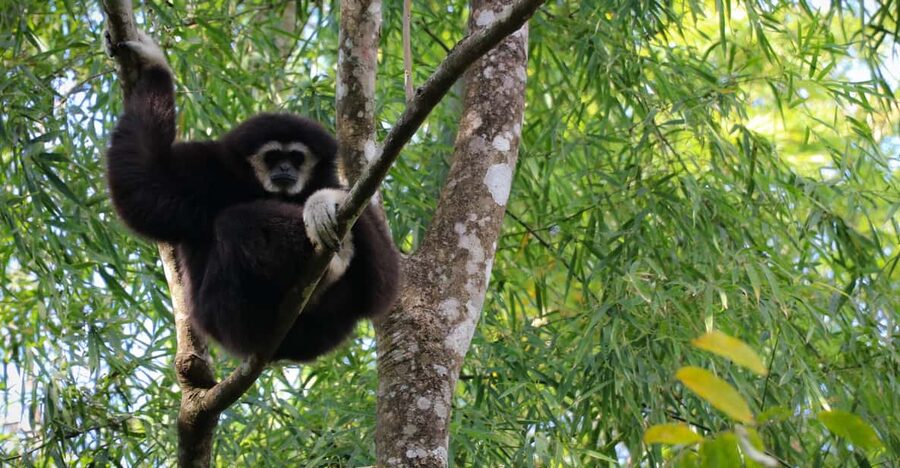 Chiang Mai: Gibbons, Trekking & Mae Kampong Small Group Tour - The 3 to 5 km forest trail