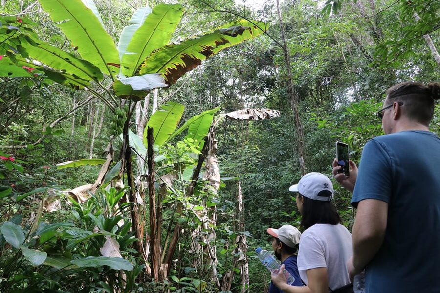 Chiang Mai: Gibbons, Trekking & Mae Kampong Small Group Tour - The drive from Chiang Mai to Mae Kampong