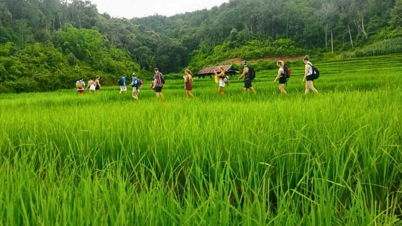 Chiang Mai: Jungle Trek, Elephants care & Bamboo Rafting - Trekking through rainforest and rice fields