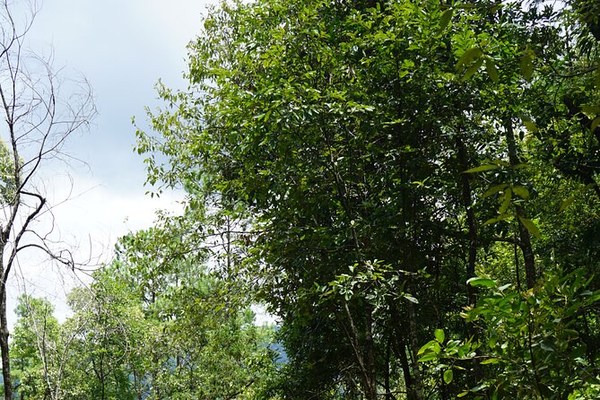 Chiang Mai Trekking Tour :Full day (no rafting) - A forest walk with real physical effort