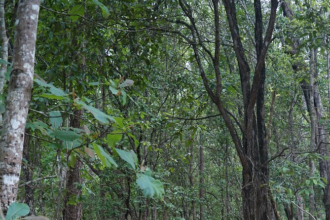 Chiang Mai Trekking Tour :Full day (no rafting) - What the $64.53 price really covers