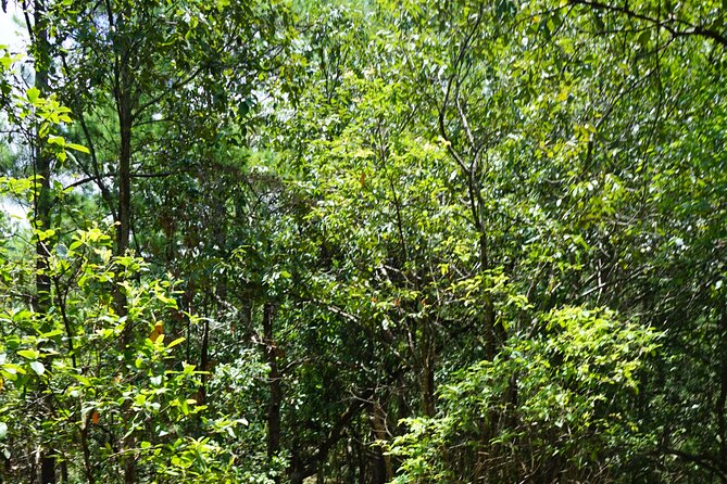 Chiang Mai Trekking Tour :Full day (no rafting) - Who will enjoy this day most