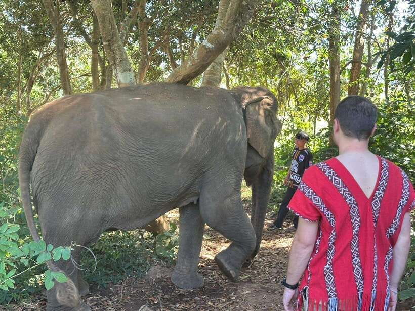 Chiang Mai Untouched Elephant: Nature Walk & Waterfall Trek - Meeting the mahouts and their elephants