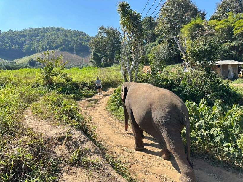 Chiang Mai Untouched Elephant: Nature Walk & Waterfall Trek - Mud, river water, and the most hands-on part of the day