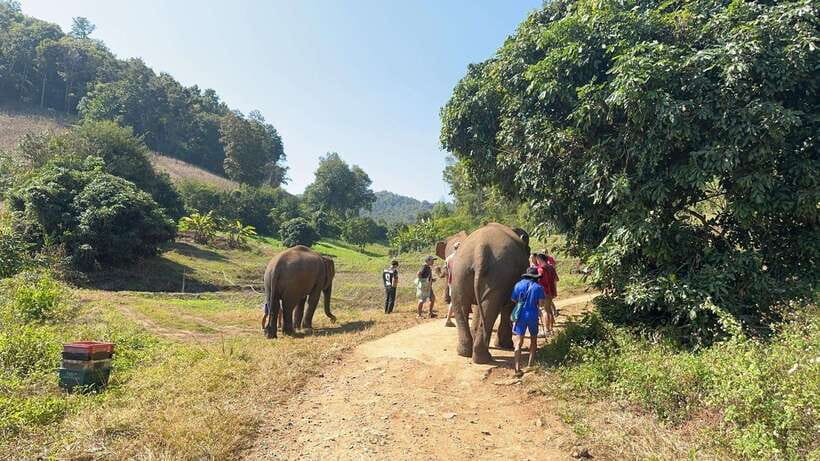 Chiang Mai Untouched Elephant: Nature Walk & Waterfall Trek - Who will enjoy this experience most?