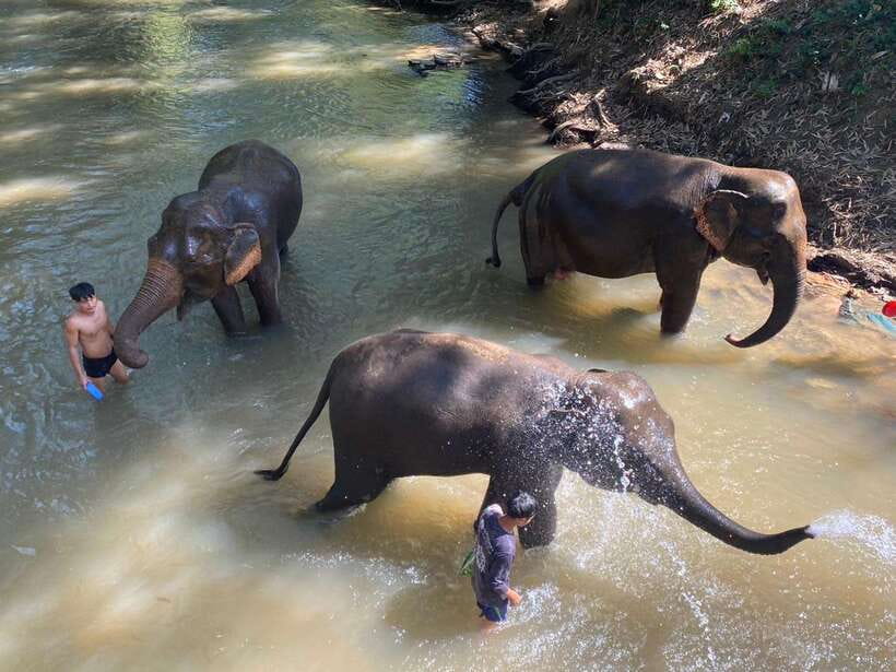 Chiang Mai Untouched Elephant: Nature Walk & Waterfall Trek - The trip from Chiang Mai: scenic, useful, and not always comfortable