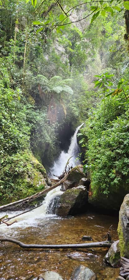 Cocora: trek to the hummingbirds sanctuary - Who should book this hike