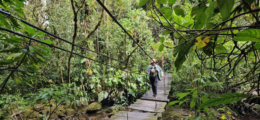 Cocora: trek to the hummingbirds sanctuary - Grasslands give way to cloud forest