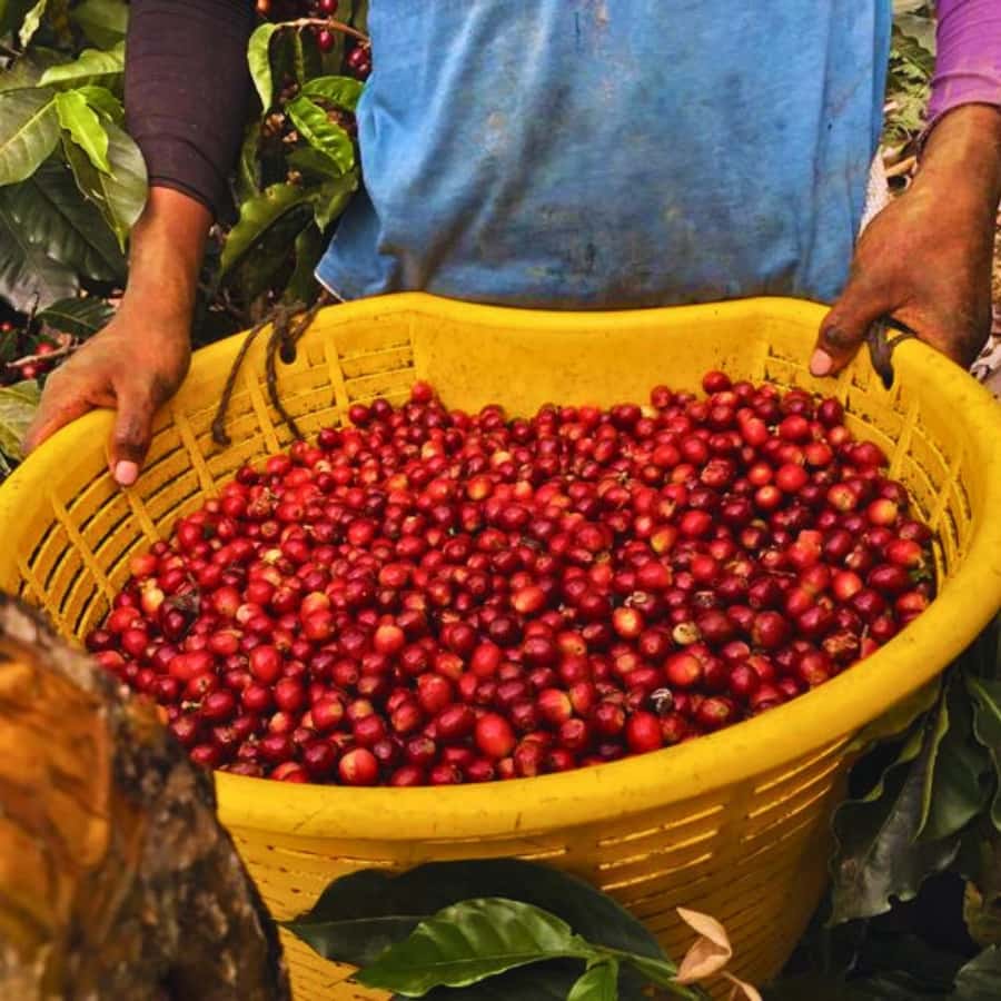 Coffee, Cocoa and Trekking Tour in Minca: Nature, Crops and Production - Coffee and cocoa begin in Minca’s village square