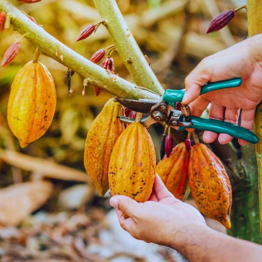 Coffee, Cocoa and Trekking Tour in Minca: Nature, Crops and Production - A small farm explains the work behind every cup