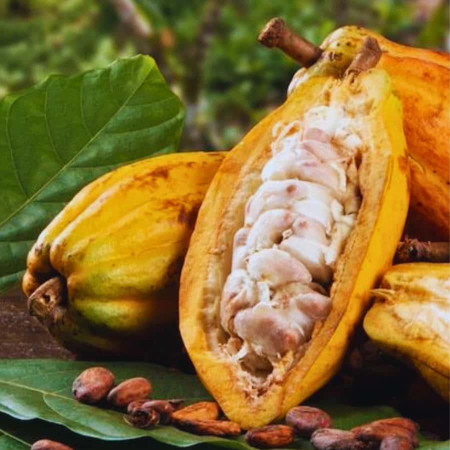 Coffee, Cocoa and Trekking Tour in Minca: Nature, Crops and Production - The waterfall and natural pool bring a welcome pause