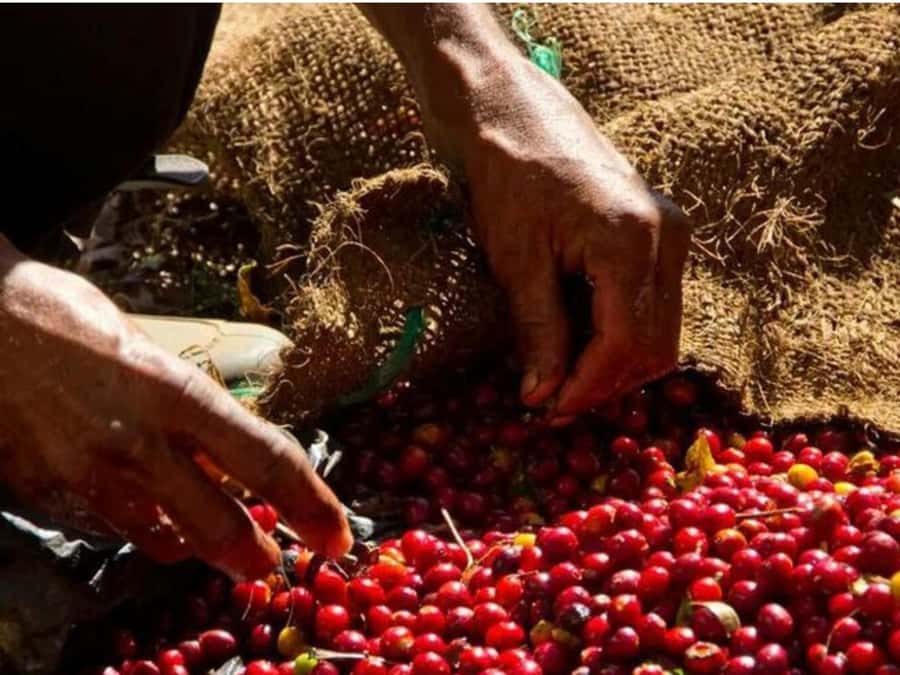 Coffee, Cocoa and Trekking Tour in Minca: Nature, Crops and Production - Guides make the difference