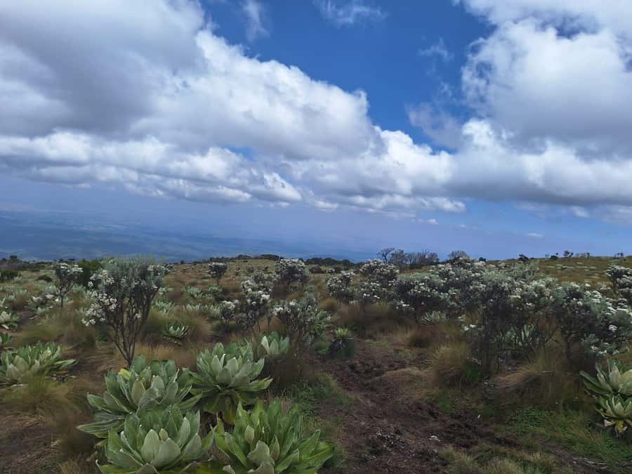 Conquer Mount Kenya: Mt Kenya Trekking via Chogoria 4-5 days - What to pack for Mount Kenya