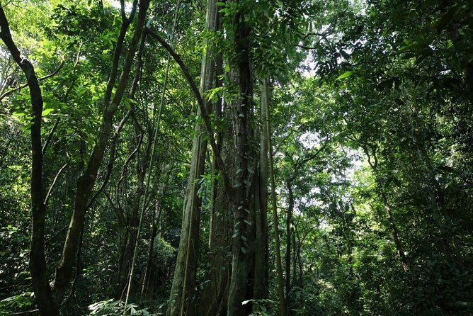 Cuc Phuong National Park Private Day Tour: Trekking & Primates - What the Private Format Adds