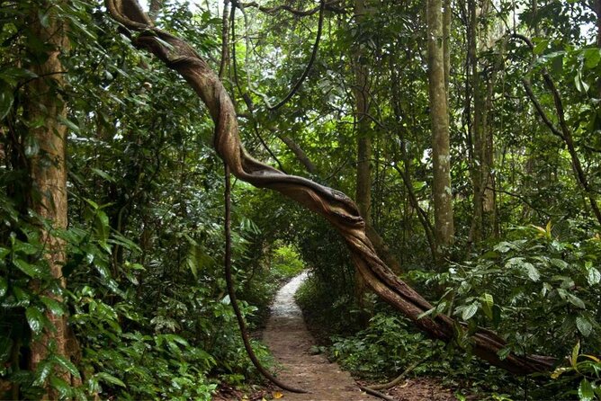 Cuc Phuong National Park Private Day Tour: Trekking & Primates - Who Should Book This Day in the Forest