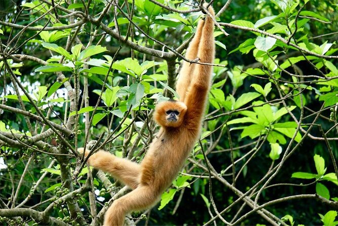 Cuc Phuong National Park Private Day Tour: Trekking & Primates - My Take: Book It If You Want Nature With Some Effort