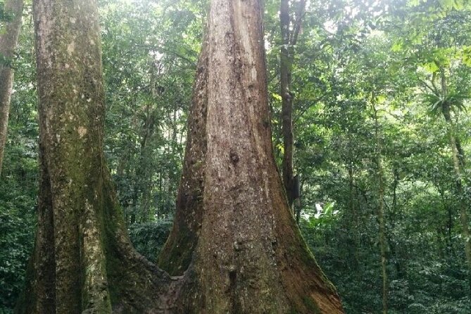 Cuc Phuong National Park Trekking: Private Day Tour From Hanoi - Leaving Hanoi at 8:00 am