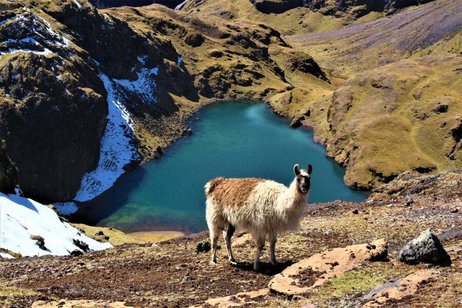 Cusco: 4-Day Lares Trek to Machu Picchu with Panoramic Train - Day 4: Early entry to Machu Picchu