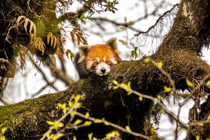 Darjeeling Singhalila Sandakphu Trek - What makes this Darjeeling and Sandakphu trip special