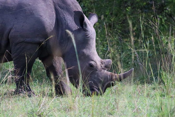Day Tour Of Ziwa Rhino Sanctuary and Wildlife Ranch - ZIWA RHINO TREKKING - Key points to know before you book